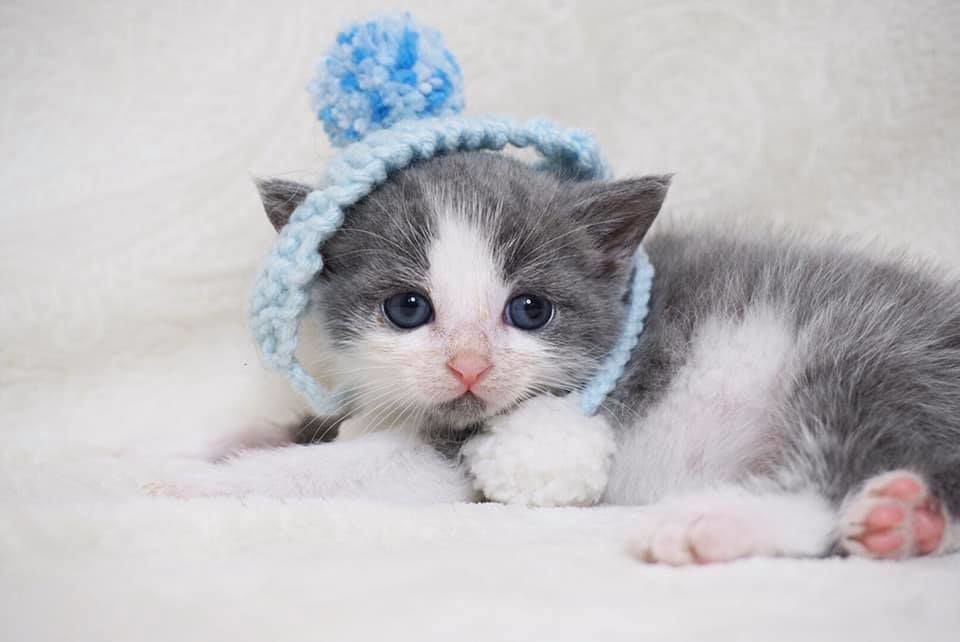 Pet of the Week